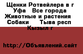 Щенки Ротвейлера в г.Уфа - Все города Животные и растения » Собаки   . Тыва респ.,Кызыл г.